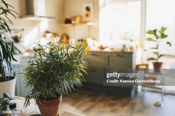 stylish and botany interior of dining room with design craft wooden table, chairs, a lof of plants, big window, poster map and elegant accessories in modern home decor. template. - big flower background stockfoto's en -beelden