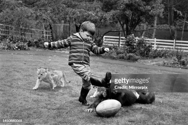 Boy playing rugby with his pet chimp Charles at the Longleat Lion Reserve. All is going well, except when Charles gets the ball, and converts a try...