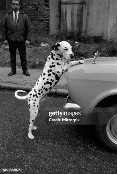 Jason, the Dalmatian puppy which was found abandoned in the garden of his new home. 11th November 1969.