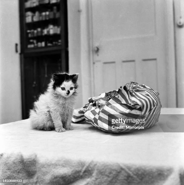 Cute kitten sitting on a bed looking inside a bag. November 1969.