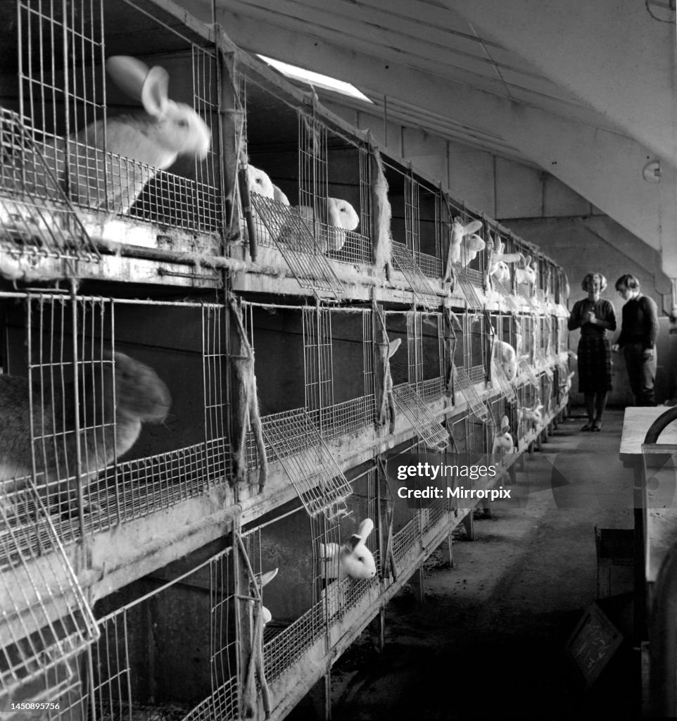 Rabbits bred in cage at a rabbit farm. circa 1962. News Photo - Getty ...