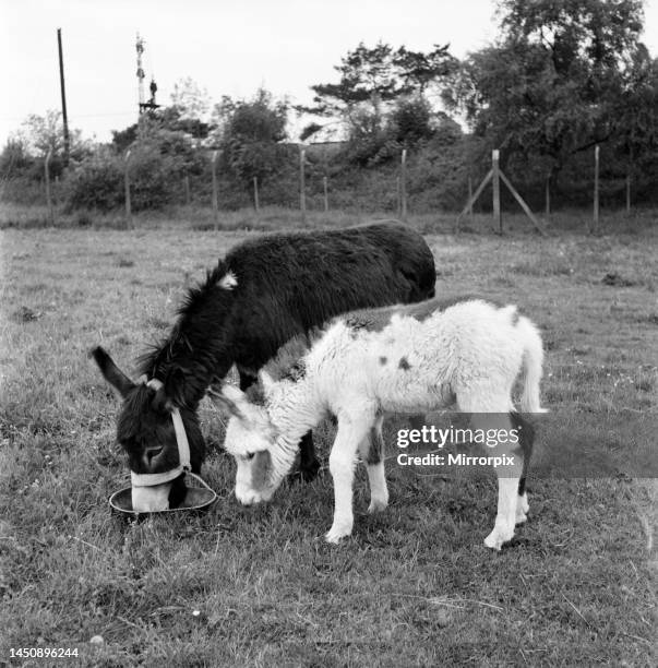 Four week old donkey foal seen here with mother. April 1961.