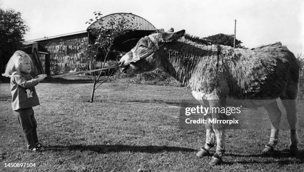 Young girl pulling along a donkey. 12th October 1961.