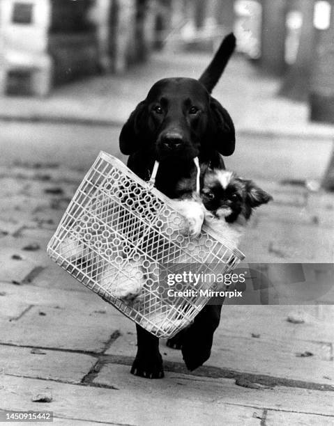 Labrador named Trooper carries an injured Pekingese on an early morning walk. 6th October 1965.