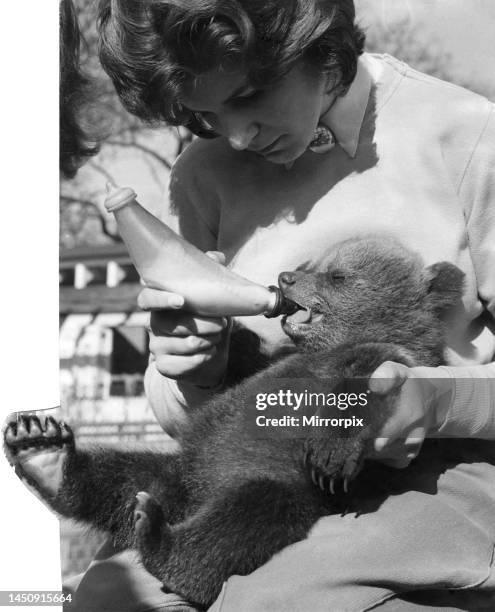 Teenage girl with a bear cub sitting on a wall at Whipsnade Zoo. 7th March 1961.