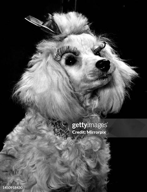 Glamourous white poodle wearing fake eyelashes. 11th April 1961.