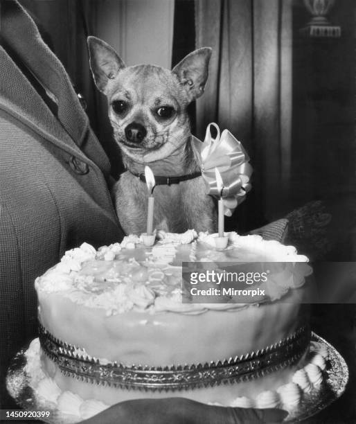 782 Funny Birthday Dog Photos and Premium High Res Pictures - Getty Images