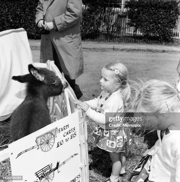 Children playing with a young donkey foal at the Richmond Horse Show. June 1960.