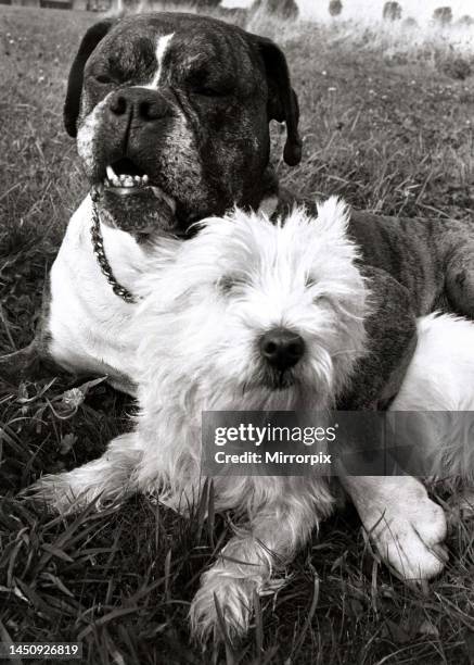 Benny the Boxer puts his paw round the neck of his sweetheart Sabina the Highland Terrier. September 1967.