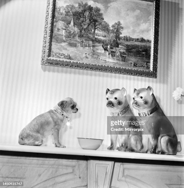 Neddy - pet dog of Mrs Taylor - seen here intimidating two china dogs on the mantelpiece. 1965.