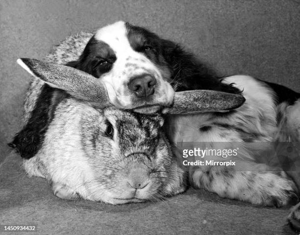 Cocker spaniel dog named Rufus settling down for a snooze on friendly rabbit Peter who acts as a pillow. February 1961.