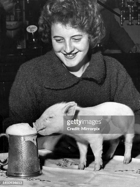 Piglet Piggy likes sitting with its owner Betty Draper in the Butcher's Arms at Weston Rhyn, near Oswestry, Shropshire, to enjoy a pint of beer....