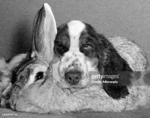 Peter the rabbit with Teal the cocker spaniel. November 1960.