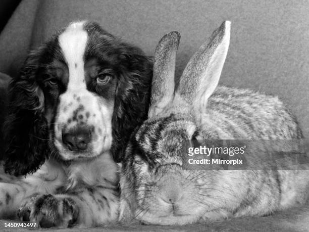 Peter the rabbit with Teal the cocker spaniel. November 1960.