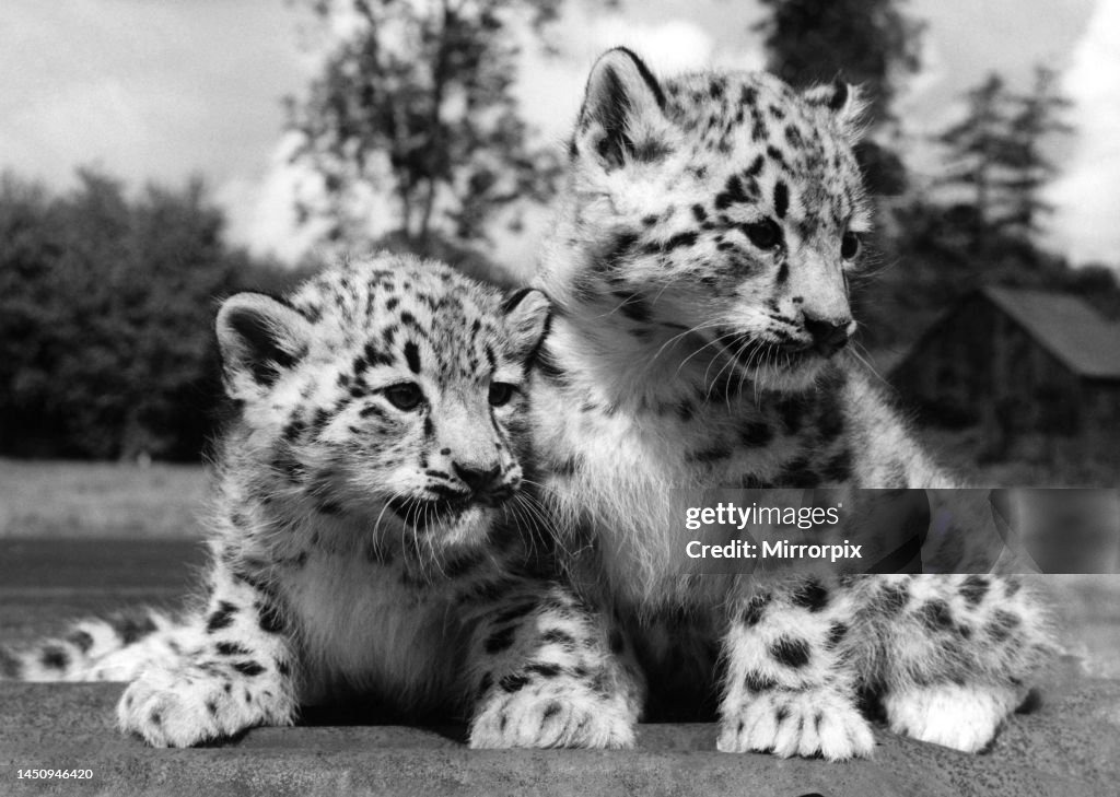 Siberian snow leopard cubs Boris and Nina at Whipsnade Zoo