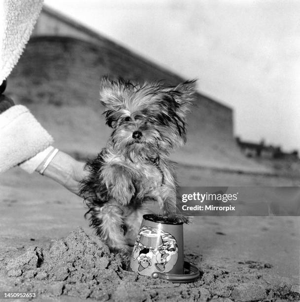 Yorkshire Terrier at the beach. April 1961.