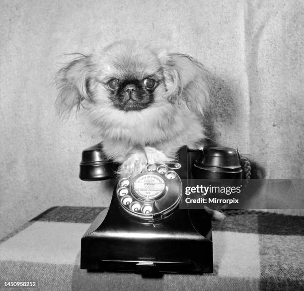 Tichy-Tich the Pekingese dog is fully grown and stands at just over eight inches tall. February 1961.