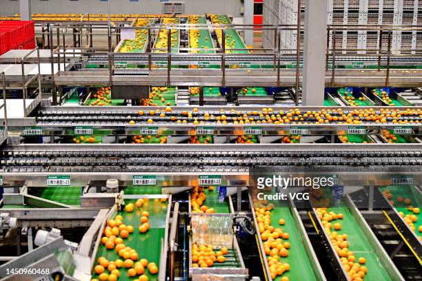 Employees sort and package navel oranges on the production line at a food factory of Nongfu Spring Co. Ltd on December 20, 2022 in Xinfeng County,...