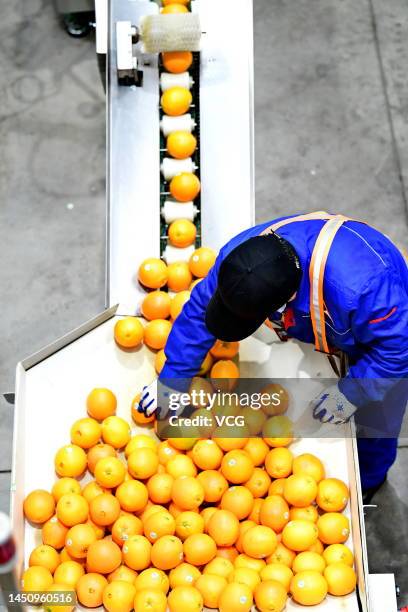 Employees sort and package navel oranges on the production line at a food factory of Nongfu Spring Co. Ltd on December 20, 2022 in Xinfeng County,...