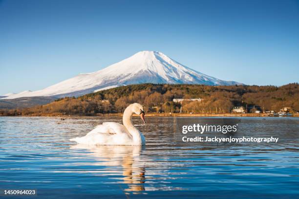 fuji mountain and swans in winter at yamanaka lake, japan - yamanaka lake stockfoto's en -beelden