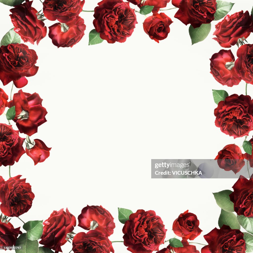 Frame Of Red Roses Frame Of Red Roses With Green Leaves High-Res Stock Photo - Getty Images