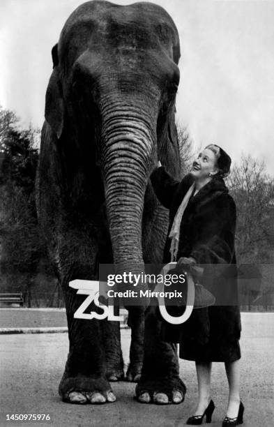 Dixie, Whipsnade Zoo's most popular elephant, had its twenty first birthday party today and celebrated by doing a dance in the grounds outside her...