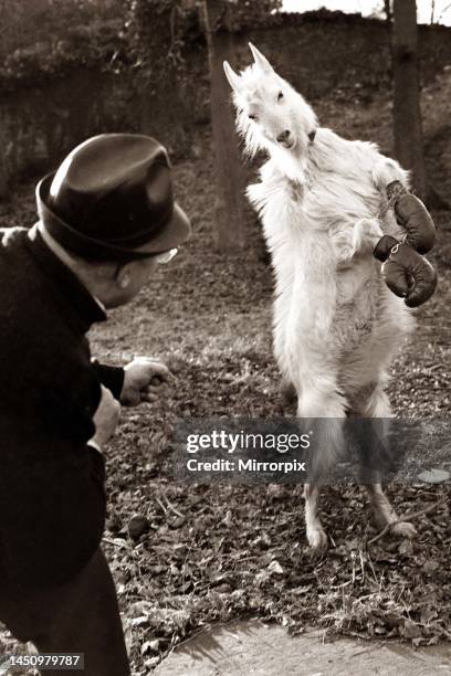 Goat wearing boxing gloves. 3rd March 1963.