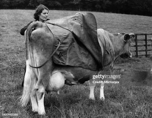 2,052 Funny Cow Photos and Premium High Res Pictures - Getty Images 2,052 Funny Cow Photos and Premium High Res Pictures - Getty Images