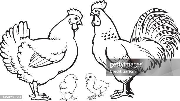 ilustraciones, imágenes clip art, dibujos animados e iconos de stock de skech de aves de granja avícola. gallo con gallina y polluelos aislados sobre fondo blanco. - gallito