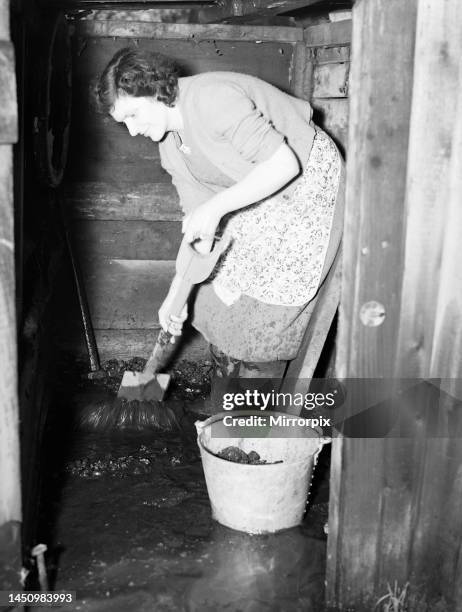 Mrs Edith Smith shovelling flood water out of her coal cellar into the garden at East Molesey. 6th February 1951.