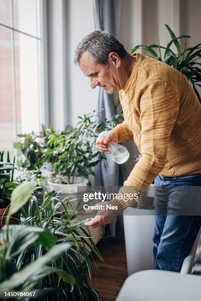 ein mann kümmert sich um zimmerpflanzen, gießt die blätter - watering plants stock-fotos und bilder