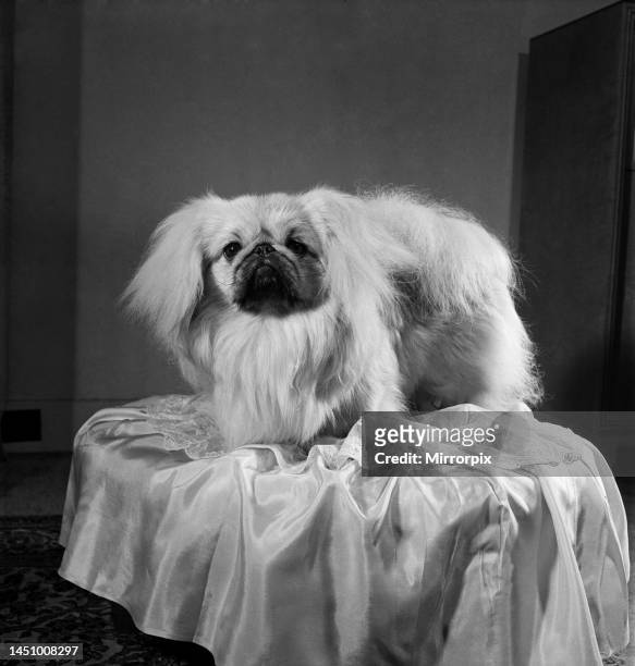 Pekinese dog. June 1952.