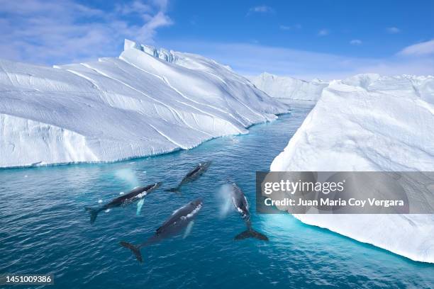 aerial view of four humpback whale (megaptera novaeangliae) swimming together among of icebergs in greenland, ilulissat icefjord, unesco world heritage site, greenland - fiorde de gelo de ilulissat imagens e fotografias de stock