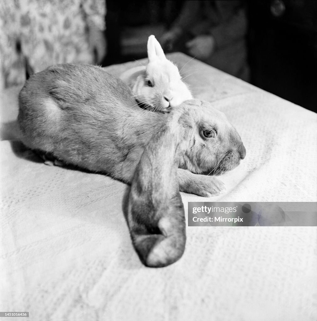 Lop Ear Rabbit Reading Big ears has it all wrapped up. Lop-eared Rabbits Goofy and Whimsical ...