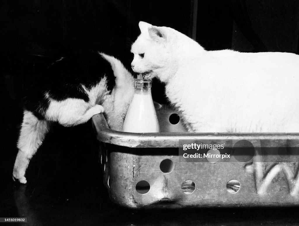Prize winning Manx cat