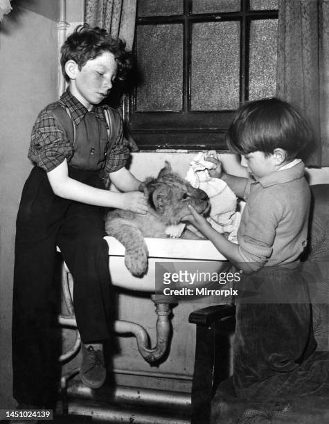 Two young boys washing their pet lion in the bathroom sink. November 1951.