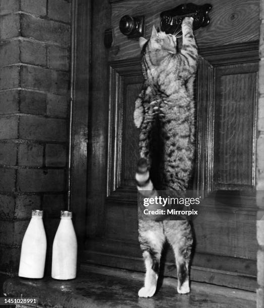 Cat named Georgie who has learned how to knock at a front door. December 1951.