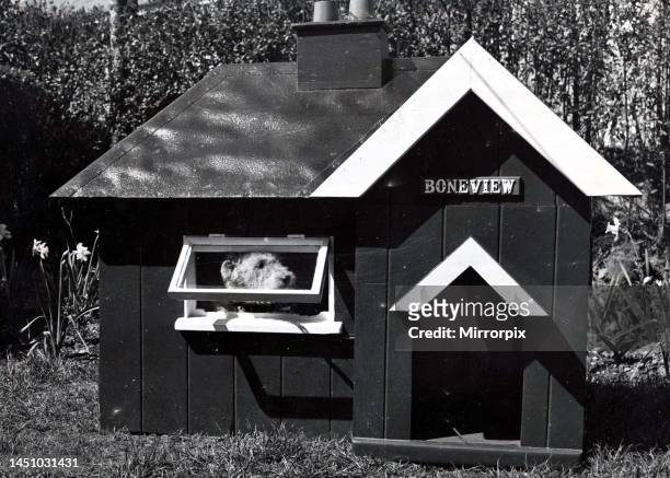 Judy, the four year old fox terrier owned by Len Ward of Alverstone, Derby, is the proud possessor of a two roomed dog kennel named Boneview made...