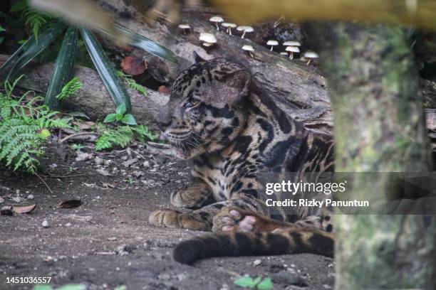 leopard at the zoo - black leopard stock-fotos und bilder