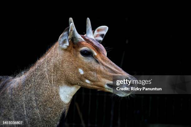 304 Nilgai Photos and Premium High Res Pictures - Getty Images 304 Nilgai Photos and Premium High Res Pictures - Getty Images