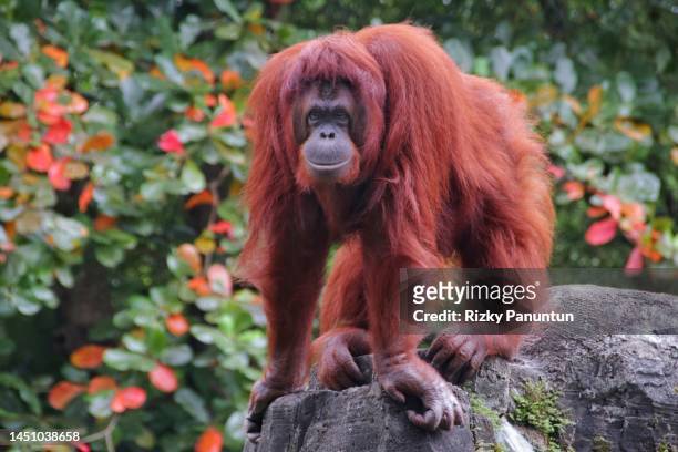 close-up of orang utan - bornean orangutan stock pictures, royalty-free photos & images