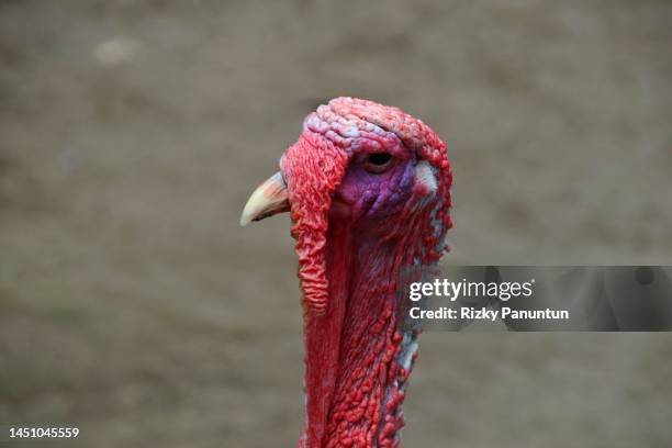 portrait of turkey - turkey feathers stock pictures, royalty-free photos & images