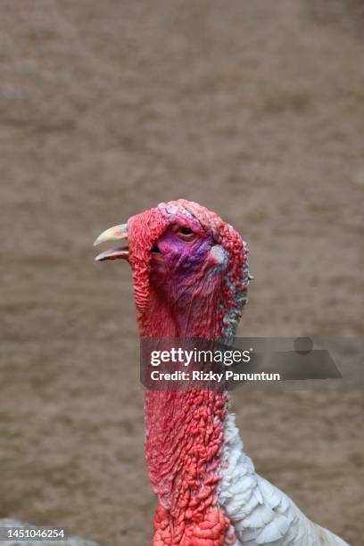 portrait of turkey - turkey feathers stock pictures, royalty-free photos & images