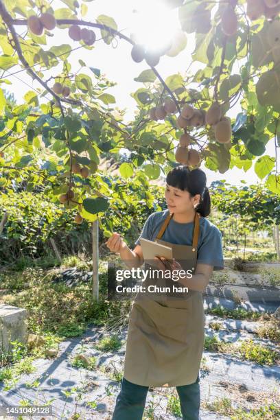 an asian woman farmer was working in a kiwi orchard with a tablet computer - kiwi stock pictures, royalty-free photos & images