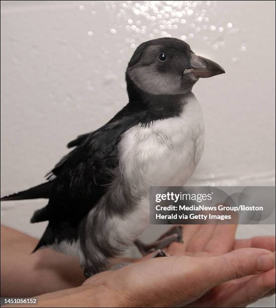 Puffin chick recovering at the New England Aquarium. 8-week old puffin will be sent to the Montreal Biodome as soon as he broken wing heals....