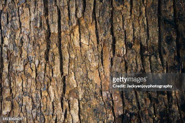 closeup of tree trunk - bark ストックフォトと画像