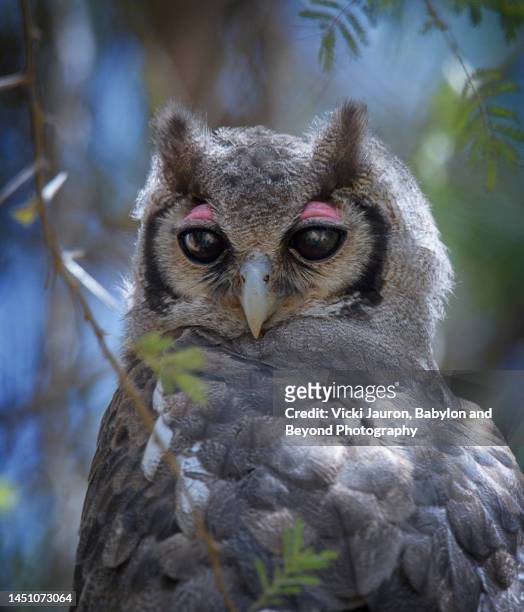 adorable portrait of verreaux's eagle owl looking at camera - animals in the wild stockfoto's en -beelden