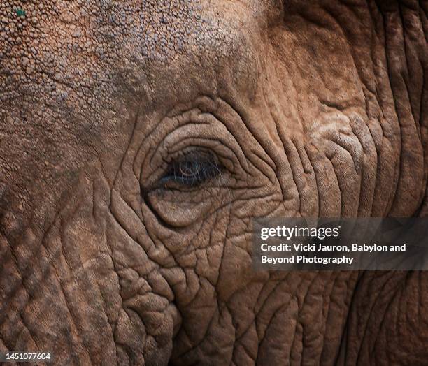 amazing close up of elephant eye and face at samburu national park, kenya - elephant eyes 個照片及圖片檔
