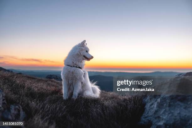 a beautiful white dog sitting on top of the hill while the sun is setting - pet heaven stock pictures, royalty-free photos & images