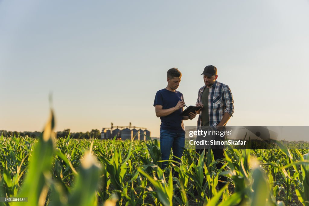 Agricultor e agrônomo do sexo masculino usando tablet digital enquanto está em pé no campo de milho contra o céu